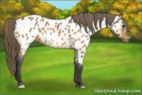 Horse Color:Buckskin Blanket 