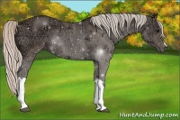 Horse Color:Silver Black Ice 