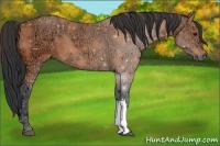 Horse Color:Bay Ice 