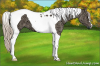 Horse Color:Silver Grullo Ice Tobiano 