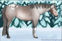 Horse Color:Gray Bay Appaloosa 