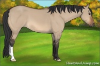 Horse Color:Bay Dun