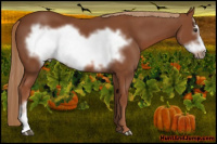 Horse Color:Liver Chestnut Frame 