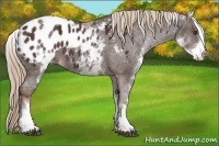 Horse Color:White Spotted Liver Chestnut Blanket 