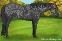 Horse Color:Black Ice Sabino