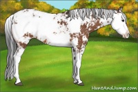 Horse Color:Bay Sabino 