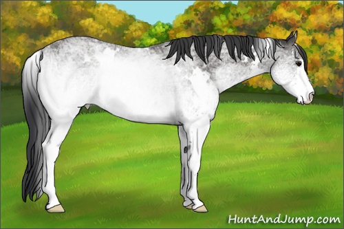 Horse Color: White Spotted Black 