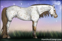 Horse Color:Buckskin Appaloosa Rabicano 