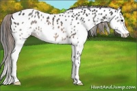 Horse Color:Brown Splash Near Leopard Rabicano 