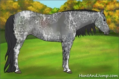 Horse Color: Black Ice 