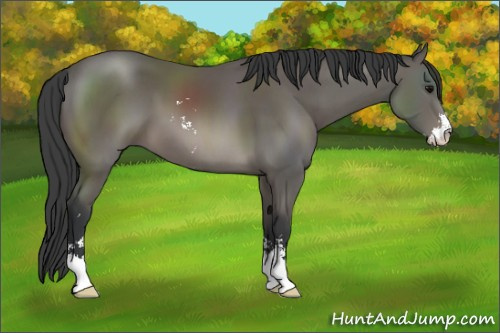 Horse Color: Black Sabino 