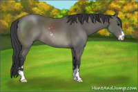 Horse Color:Black Sabino 