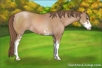 Horse Color:Black Pearl Sabino