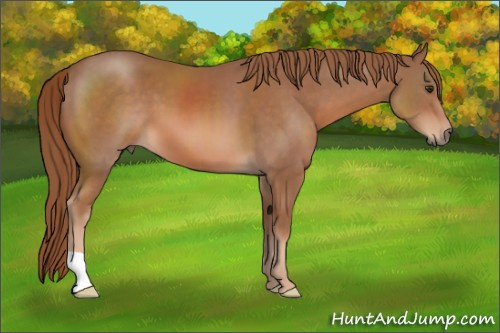 Horse Color: Chestnut 