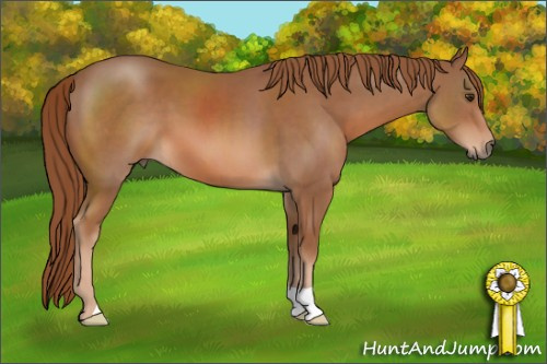 Horse Color: Chestnut 