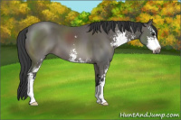 Horse Color:Black Sabino 