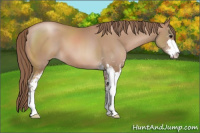 Horse Color:Black Pearl Sabino
