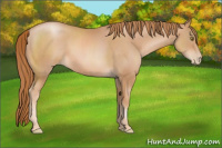 Horse Color:Chestnut Pearl 