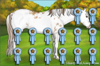 Horse Color:Black Pearl Sabino 