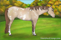 Horse Color:White Spotted Grullo Pearl Sabino 