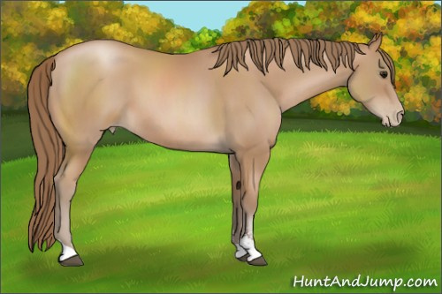 Horse Color: Unknown 