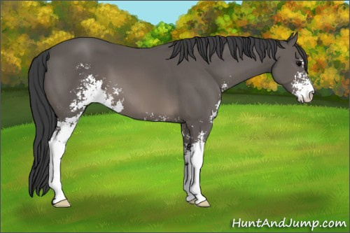 Horse Color: Black Sabino 