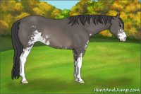 Horse Color:Black Sabino 