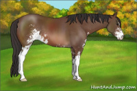 Horse Color:Bay Sabino 