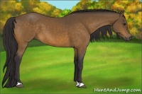 Horse Color:Buckskin 
