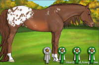 Horse Color:Liver Chestnut Appaloosa 