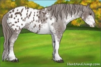 Horse Color:Liver Chestnut Sabino Appaloosa 