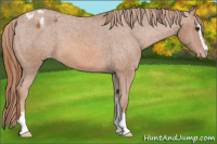 Horse Color:Liver Chestnut Sabino Appaloosa 