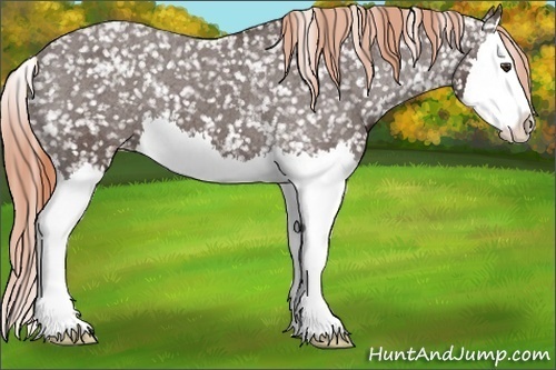Horse Color: Liver Chestnut Splash Snowcap 