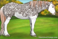 Horse Color:Liver Chestnut Splash Snowcap 