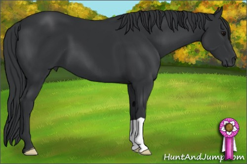 Horse Color: Black 