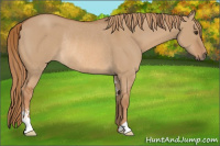 Horse Color:Red Dun Sabino Rabicano 