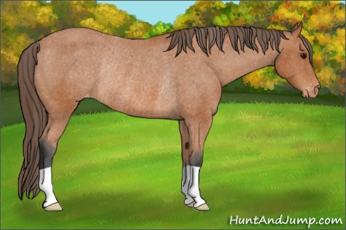 Horse Color: Bay Varnish Rabicano 
