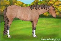Horse Color:Bay Appaloosa Rabicano 