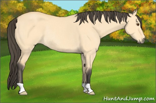 Horse Color: Buckskin Dun Rabicano 