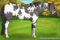 Horse Color:White Spotted Smoky Grullo 
