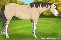 Horse Color:Buckskin Splash 