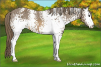 Horse Color:White Spotted Buckskin Blanket 