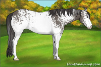 Horse Color:White Spotted Smoky Grullo Sabino 