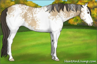 Horse Color:White Spotted Buckskin Dun Sabino 