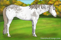 Horse Color:White Spotted Smoky Grullo Varnish 