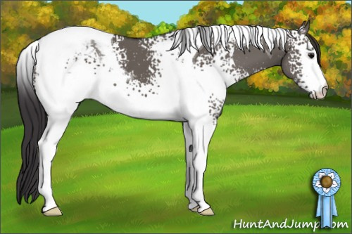 Horse Color: White Spotted Smoky Grullo Tobiano 