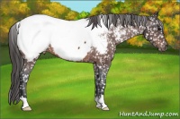 Horse Color:Bay Appaloosa