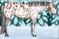 Horse Color:Gray Bay Appaloosa