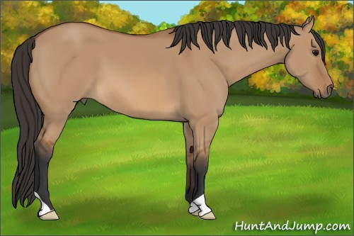 Horse Color: Bay Dun 