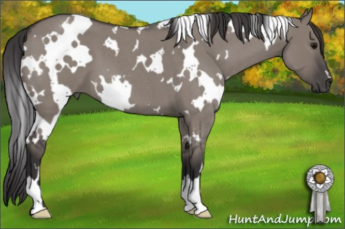 Horse Color: White Spotted Smoky Grullo Roan 